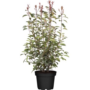 Fényeslevelű madárbirs Red Robin szett, 20 darab, kb. 125-150 cm magas, 7,5 literes cserépben.