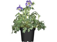 OBI kék harangláb cserépátmérő: kb. 13 cm Aquilegia