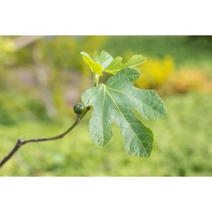 Közeli kép egy fügefáról (Ficus carica) zöld levéllel és gyümölccsel.