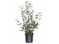 Kamélia, különböző színekben, cserépátmérő: kb. 13 cm, Camelia Kamélia, különböző színekben, cserépátmérő: kb. 13 cm, Camelia