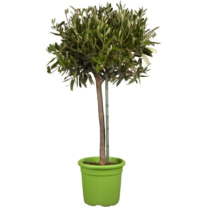 Olajfa magassága kb. 70-80 cm cserépátmérő kb. 18 cm Olea europaea