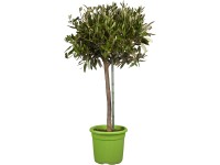 Olajfa magassága kb. 70-80 cm cserépátmérő kb. 18 cm Olea europaea Olajfa magassága kb. 70-80 cm cserépátmérő kb. 18 cm Olea europaea