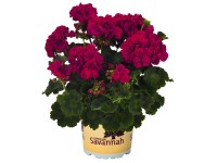 Muskátli savannah Muskátli savannah