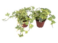 Sárga-tarka borostyán cserépátmérő: kb. 9 cm