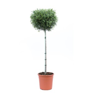 GROW by OBI Ecsetfa fél törzsű cserépben, zöld cserepes növény teraszra és télikertbe.