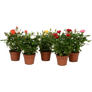 Szobai rózsa 'Rosa Amorosa' különböző színekben cserépben, kb. 25-30 cm magas.