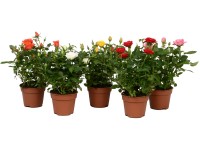 Rózsa különböző színekben cserépátmérő: kb. 10,5 cm Rózsa különböző színekben cserépátmérő: kb. 10,5 cm