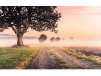 Komar vlies fotótapéta Misty Morning 400 cm x 250 cm