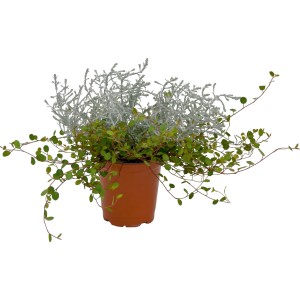 Strukturális növénykeverék: Drótháló és ezüstkosár cserépben, kb. 12 cm Ø. Függő növény ágyásokba és erkélyekre.