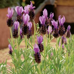 Virágzó OBI Levendula Anouk cserépben (Lavandula stoechas) lila virágokkal.