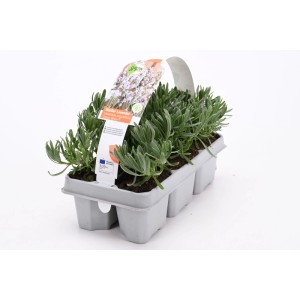 6-os csomag Lavendel White (Lavandula angustifolia) ültetőtálcában.