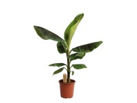 Díszbanán Bananarama kb. 40-60 cm Musa Díszbanán Bananarama kb. 40-60 cm Musa