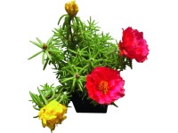 Porcsinrózsa (Portulaca oleracea)