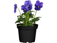 Árvácska cserépátmérő: kb. 9 cm