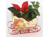 Mikulásvirág szánon