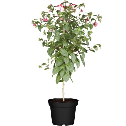 Fukszia törzs magasság kb. 50 - 70 cm cserépátmérő kb. 25 cm Fuchsia