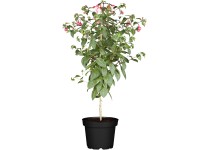 Fukszia törzs magasság kb. 50 - 70 cm cserépátmérő kb. 25 cm Fuchsia