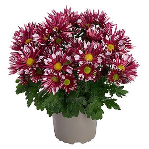 "Solinea" krizantém cserépben, piros-fehér virágok, cserép átmérője kb. 14 cm.