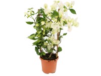 Murvafürt futtatórácson különböző színekben magasság kb. 55 cm Murvafürt futtatórácson különböző színekben magasság kb. 55 cm