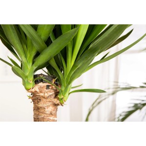 Cserepes Yucca pálmaliliom két törzzsel, kb. 90-100 cm magas. Zöld levelű szobanövény.
