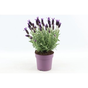 Illatos Anouk levendula (Lavandula stoechas) lila cserépben, kb. 15 cm átmérőjű.