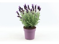 OBI levendula Anouk kb. 25 cm - 30 cm cserépátmérő kb. 15 cm