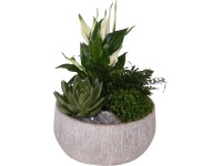 Kompozíció légtisztító növényekkel cserépátmérő: kb. 23 cm