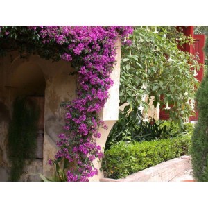 Bőséges bougainvillea lila virágokkal, falra futtatva.