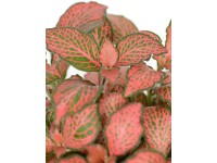 Hálóslevél válogatás magassága: kb. 5-10 cm cserépátmérő: kb. 6 cm Fittonia Hálóslevél válogatás magassága: kb. 5-10 cm cserépátmérő: kb. 6 cm Fittonia