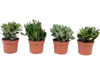 Pozsga különböző fajták cserépátmérő: kb. 12 cm Crassula magassága kb. 15 cm Pozsga különböző fajták cserépátmérő: kb. 12 cm Crassula magassága kb. 15 cm