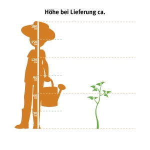 Illusztráció: Hegyi pálma (Chamaedorea elegans) - szállítási magasság egy személyhez képest.