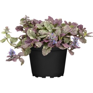 Kék pázsitszegfű cserépben: Ajuga reptans kék-lila virágokkal és zöld-vöröses lombozattal.