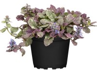 GROW by OBI indás ínfű kék mag. 10-20 cm cserépátmérő kb. 12 cm Ajuga reptans GROW by OBI indás ínfű kék mag. 10-20 cm cserépátmérő kb. 12 cm Ajuga reptans