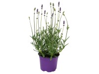 Levendula 12 cm