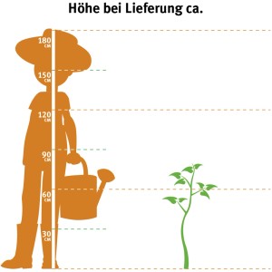 Méret összehasonlítás: Tulipánfa magnólia (kb. 60-80 cm) egy személy mellett, locsolókannával.