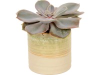 Kicsi pozsgás növények kerámia kaspóban cserépátmérő: kb. 6 cm