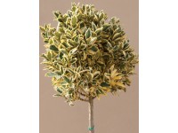 OBI japán kecskerágó OBI japán kecskerágó