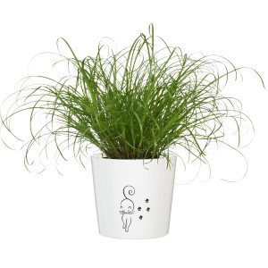 Macskafű fehér cserépben macska mintával, GROW by OBI Vitalfutter, cserép kb. 12 cm