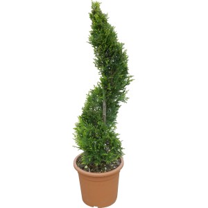 Formára nyírt 'Castlewelland Gold' óriás ciprus cserépben, kb. 80 cm magas.