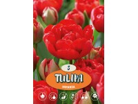Tulipán Tulipán