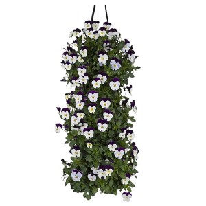 Lógó árvácska mix (Viola cornuta) fehér és lila virágokkal, kb. 50 cm magas.