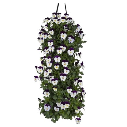 Árvácska válogatás fali dísz magasság kb. 50 cm Viola cornuta