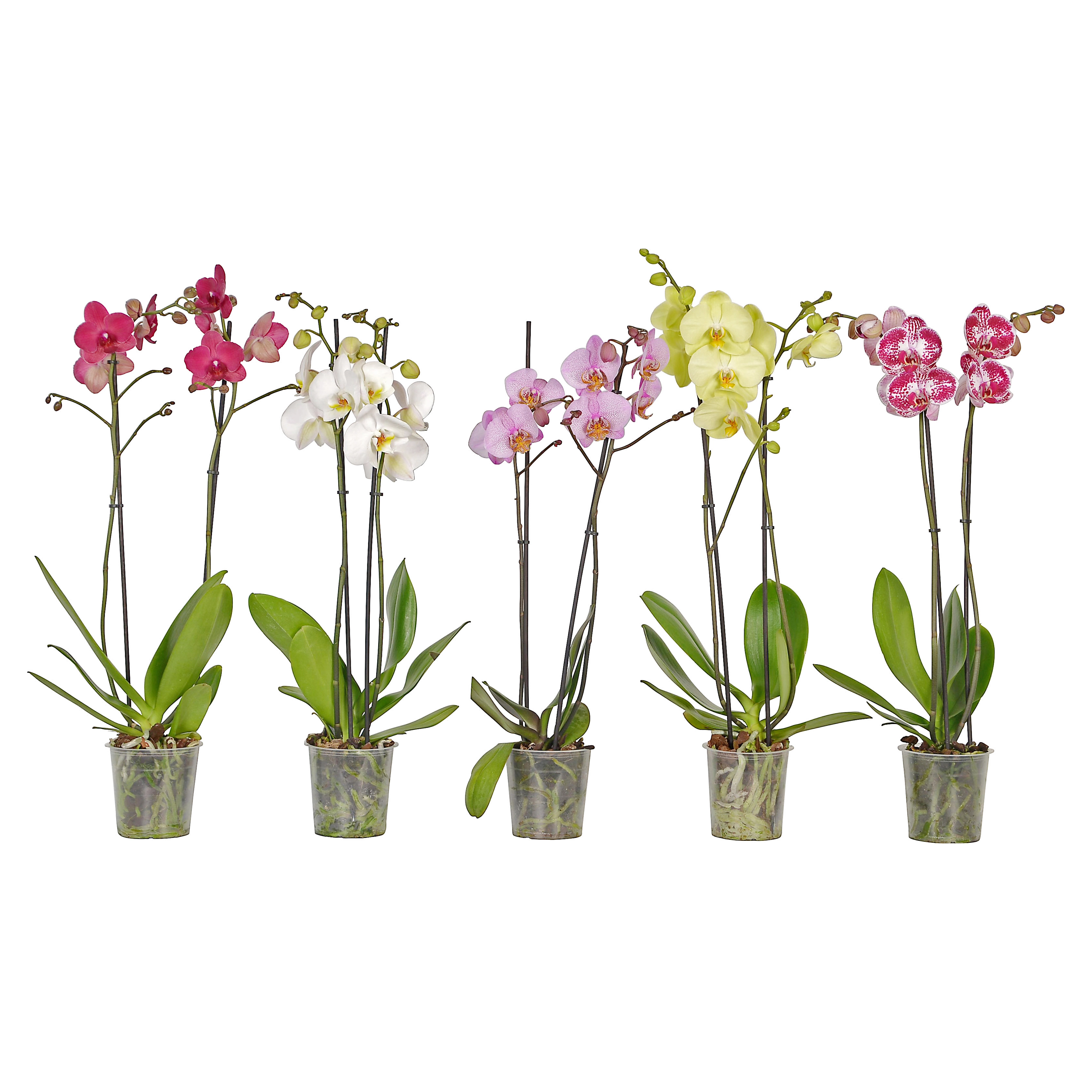 Pillang orchidea 2 sz las cser p tm r kb. 12 cm Phalaenopsis