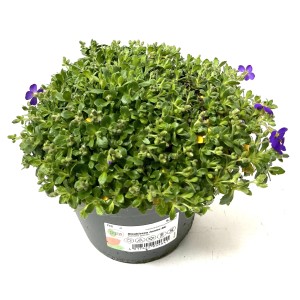 Párnás lángvirág 'Jumbo RC', kb. 22 cm magas, zöld levelekkel és lila virágokkal cserépben.