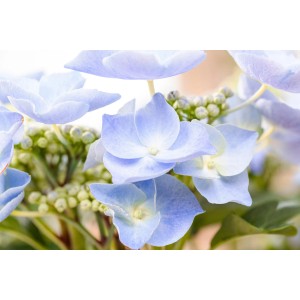 Kék Hydrangea Macrophylla közelképe finom szirmokkal.