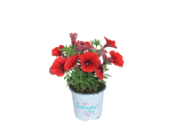 Petúnia 1 színű 14 cm Petúnia 1 színű 14 cm
