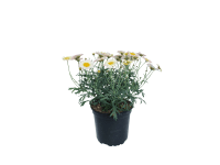 Margaréta színes 12 cm