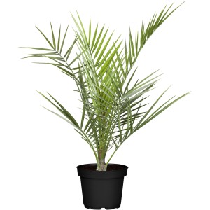 Kanári datolyapálma (Phoenix canariensis) cserépben, trópusi szobanövény napos helyekre.