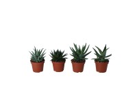 Szálkás aloé válogatás magasság kb. 10 cm - 15 cm cserépátmérő kb. 10,5 cm Szálkás aloé válogatás magasság kb. 10 cm - 15 cm cserépátmérő kb. 10,5 cm