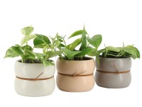 Szobai futóka fajták kerámiacserépben cserépátmérő kb. 12 cm Epipremnum